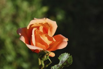 Rose (Rosa sp.), orange blossom in a garden, Wilnsdorf, North Rhine-Westphalia, Germany