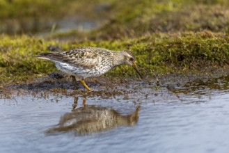 Black-legged stint (Calidris maritima) foraging, Aventdalen, Longyearbyen, Spitsbergen, Svalbard