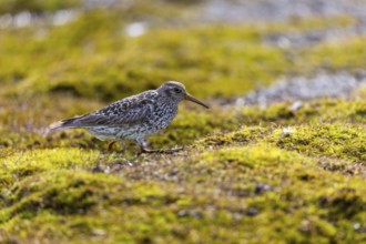 Sandpiper (Calidris) looking for food, Aventdalen, Longyearbyen, Spitsbergen, Svalbard