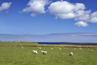 Sheep grazing in a pasture with a view of the sea and blue sky, Pierowal, Westray, Orkney Islands,
