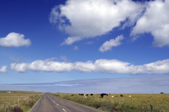 Rural road with cows under blue sky and clouds, Pierowal, Westray, Orkney Islands, Scotland, United