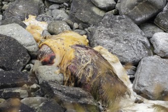 Decaying carcass surrounded by stones on the beach, dead whale, Pierowal, Westray, Orkney Islands,