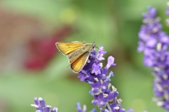 Large skipper (Ochlodes venatus), collecting nectar from a flower of Common lavender (Lavandula