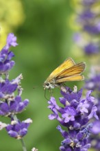 Large skipper (Ochlodes venatus), collecting nectar from a flower of Common lavender (Lavandula