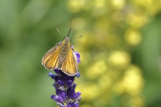 Large skipper (Ochlodes venatus), collecting nectar from a flower of Common lavender (Lavandula