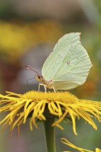 Lemon butterfly (Gonepteryx rhamny) on a yellow flower of a Great Telekie (Telekia speciosa),