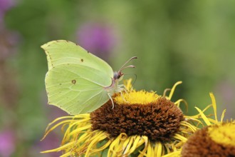 Lemon butterfly (Gonepteryx rhamny) on a yellow flower of a Great Telekie (Telekia speciosa),