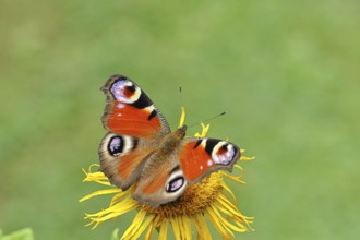 Peacock butterfly (Aglais io), on a yellow flower of a Great Telekie (Telekia speciosa), Wilnsdorf,