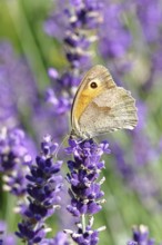 Meadow Brown (Maniola jurtina), on a lavender flower (Lavandula angustifolia), macro photograph,