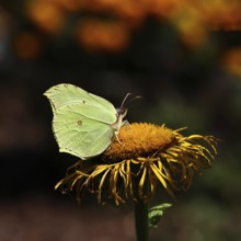 Lemon butterfly (Gonepteryx rhamny) on a yellow flower of a Great Telekie (Telekia speciosa), dark