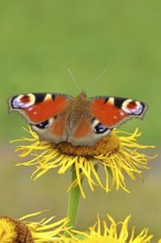 Peacock butterfly (Aglais io), on a yellow flower of a Great Telekie (Telekia speciosa), Wilnsdorf,