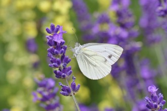 A Cabbage butterfly (Pieris brassicae) sucking nectar on the flower of true lavender (Lavandula