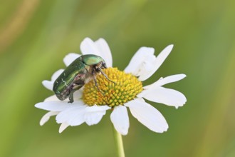 Rose chafer (Cetonia aurata), on a flower of a daisy (Leucanthemum vulgare) in a meadow, close-up,
