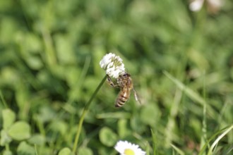 Western honey bee (Apis mellifera), clover, close-up, nectar, Germany, The bee sits in the meadow