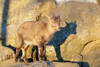 A female ibex (Capra ibex) stands on a rock in the warm evening light. Her shadow can be seen on