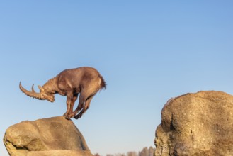 A male ibex (Capra ibex) leaps from rock to rock in the warm evening light. A blue sky can be seen