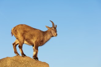 A female ibex (Capra ibex) stands on a rock in the warm evening light. A blue sky can be seen in