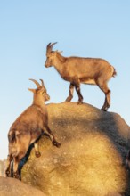 Two female ibex (Capra ibex) stand on a rock in the warm evening light. A blue sky can be seen in