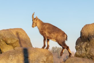 A female ibex (Capra ibex) walks over rocks in the warm evening light. A blue sky can be seen in