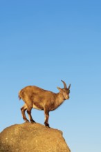 A female ibex (Capra ibex) stands on a rock in the warm evening light. A blue sky can be seen in