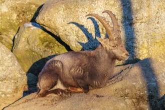 A male ibex (Capra ibex) rests on a rock in the warm evening light. Carinthia, Austria