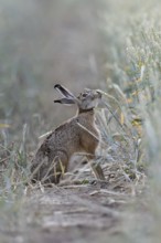 The hare likes it... Brown hare (Lepus europaeus) eats, nibbles from ripe wheat shortly in front of