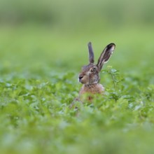 Hello, who is this... European hare (Lepus europaeus), hare sits in a field, on a field, looks