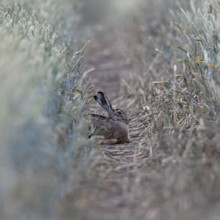 Quite cosy... European hare (Lepus europaeus), hare resting well hidden in a lane in a wheat field,