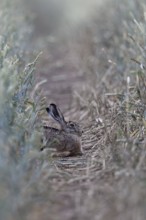 Quite cosy... European hare (Lepus europaeus), hare resting well hidden in a lane in a wheat field,