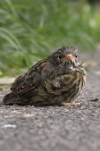 Fledgling... Dunnock (Prunella modularis), not yet fledged chick has left nest, sits seemingly