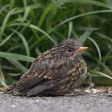 Nestling... Dunnock (Prunella modularis), not yet fledged chick, helpless looking young bird at the