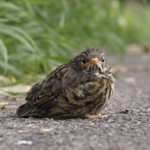 Fledgling... Dunnock (Prunella modularis), not yet fledged chick has left nest, sits seemingly