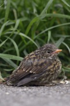 Nestling... Dunnock (Prunella modularis), not yet fledged chick, helpless looking young bird at the