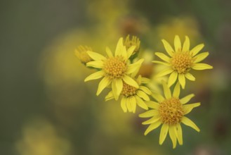 St James' ragwort (Jacobaea vulgaris), Emsland, Lower Saxony, Germany