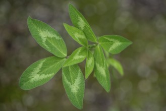 Red clover (Trifolium pratense), leaves, Emsland, Lower Saxony, Germany