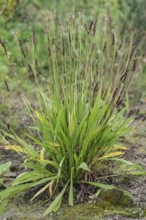 Ribwort plantain (Plantago lanceolata), Emsland, Lower Saxony, Germany