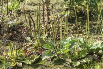 Broadleaf plantain (Plantago major), Emsland, Lower Saxony, Germany