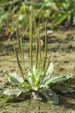 Broadleaf plantain (Plantago major), Emsland, Lower Saxony, Germany
