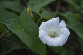 Fence bindweed (Calystegia sepium), Emsland, Lower Saxony, Germany