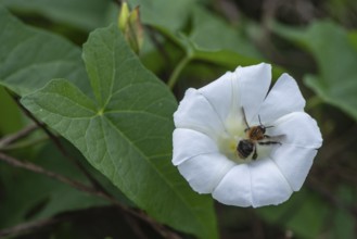 Fence bindweed (Calystegia sepium) with meadow bumblebee (Bombus pratorum), Emsland, Lower Saxony,