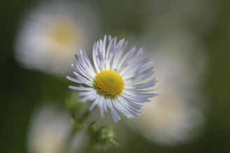Annual fireweed (Erigeron annuus), Emsland, Lower Saxony, Germany