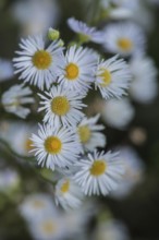 Annual fireweed (Erigeron annuus), Emsland, Lower Saxony, Germany