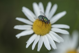 Annual fireweed (Erigeron annuus) with maggot fly (Lucilia sericata), Emsland, Lower Saxony,