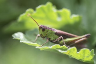 Common Green Grasshopper (Omocestus viridulus), Emsland, Lower Saxony, Germany