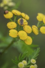 Weaver's garter (Phalangium opinio) on tansy (Tanacetum vulgare), Emsland, Lower Saxony, Germany
