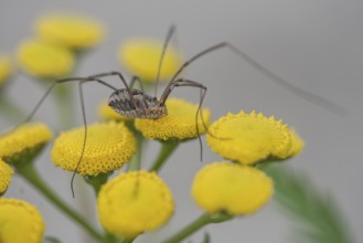 Weaver's garter (Phalangium opinio) on tansy (Tanacetum vulgare), Emsland, Lower Saxony, Germany