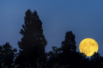 A shining full moon in the night sky, framed by treetops, Baden-Württemberg, Germany