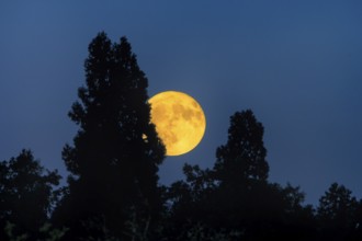 The full moon appears brightly behind the silhouettes of dark trees in the night sky,