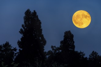 A yellow full moon illuminates the night above silhouetted trees, Baden-Württemberg, Germany