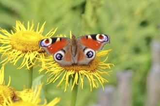 Peacock butterfly (Aglais io), on a yellow flower of a Great Telekie (Telekia speciosa), Wilnsdorf,